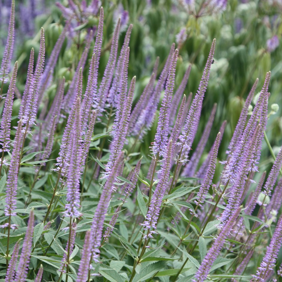 Veronicastrum virginicum 'Fascination'